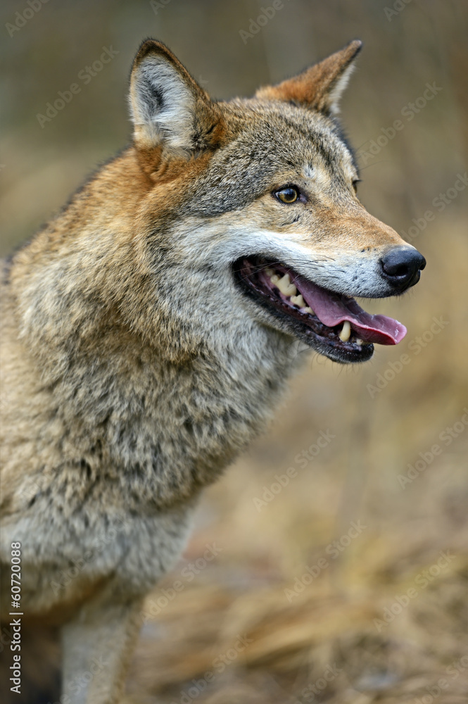 Gray Wolf in the woods