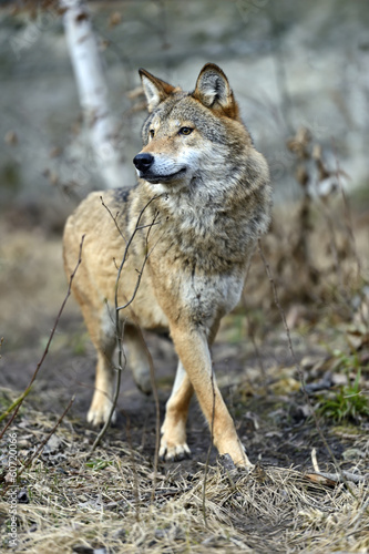 Gray Wolf in the woods © kyslynskyy