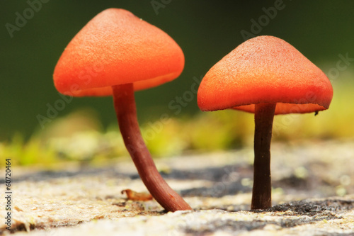 Small orange mushrooms, Yoho National Park, Canada