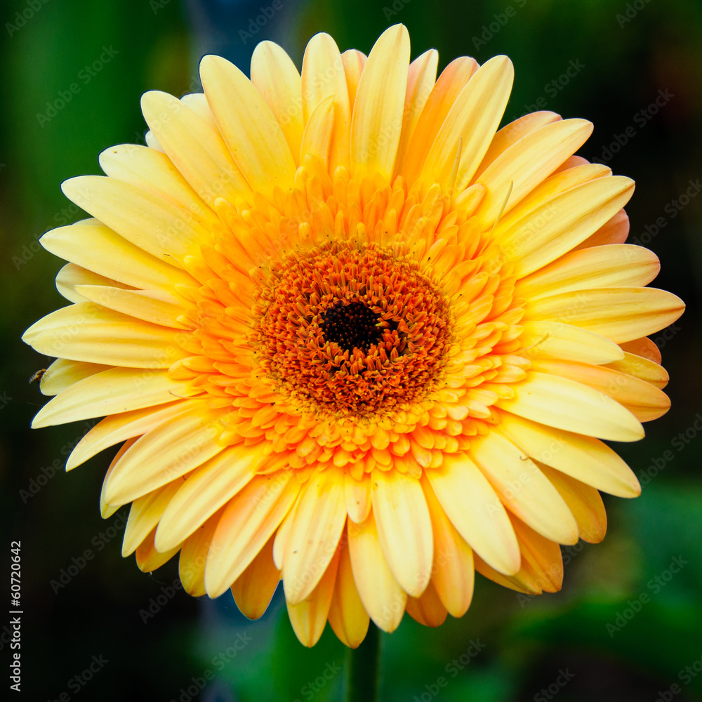 Chrysanthemum Chrysanthemum