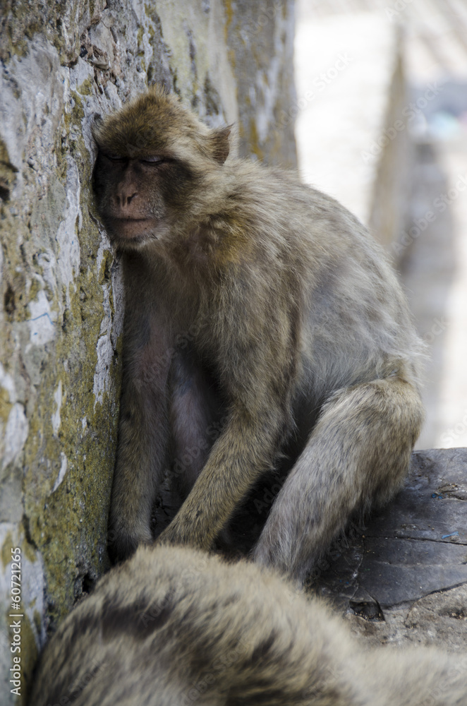 The sleeping semi-wild Barbary Macaques, Gibraltar, Europe