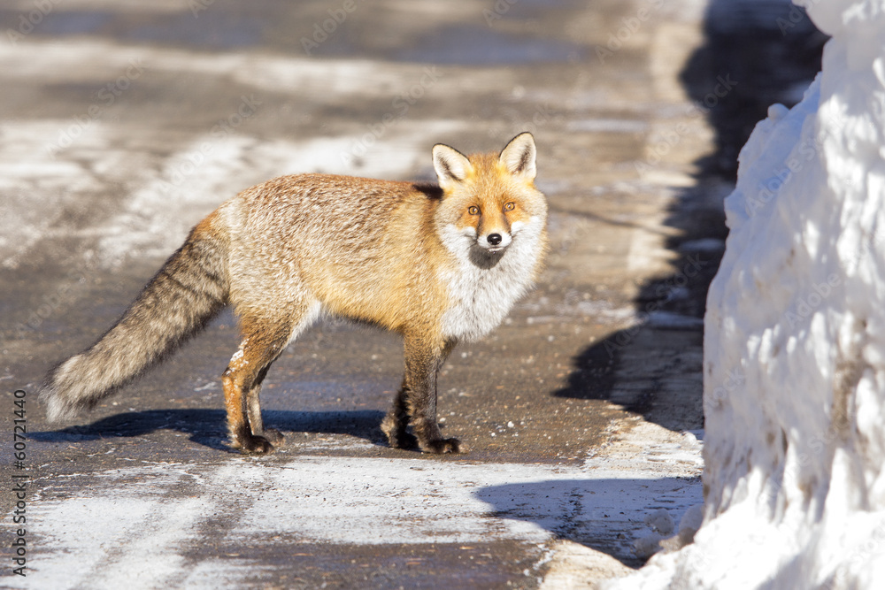 Fototapeta premium Volpe in mezzo alla strada