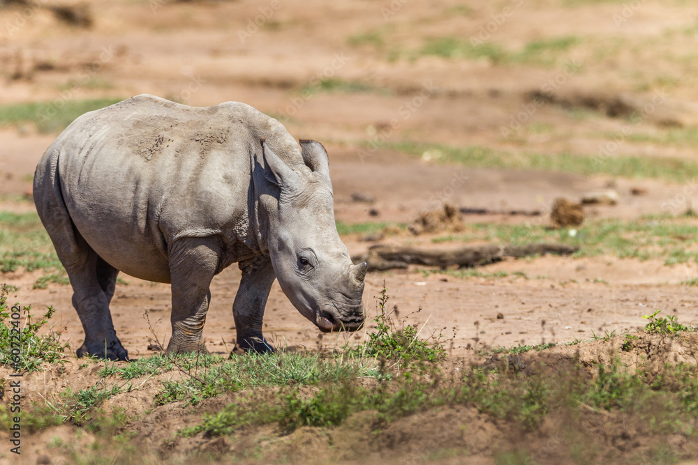 Fototapeta premium Rhino Calf Wildlife