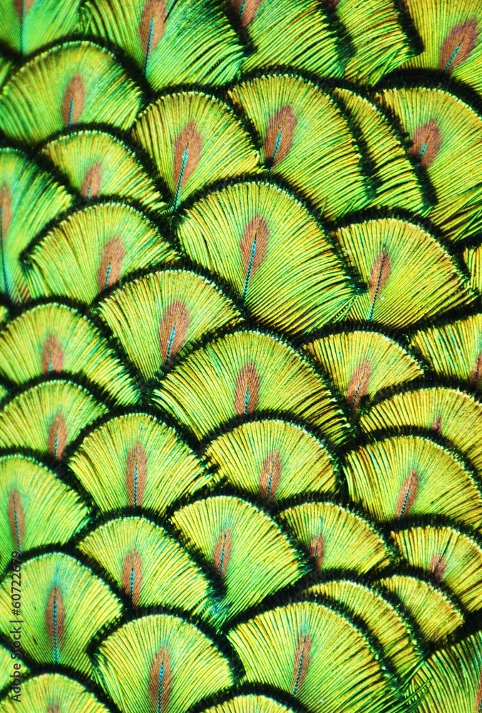 Obraz premium Peacock Scales