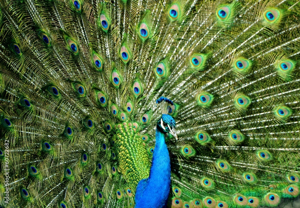 Obraz premium Peacock Tailfeathers