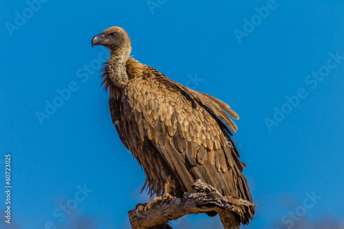 Vulture Bird Wildlife