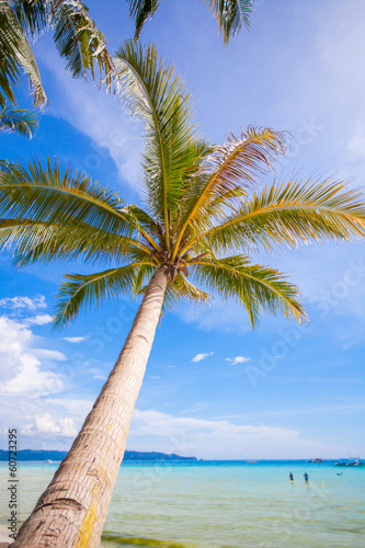 Coconut Palm tree on the sandy beach background blue sky