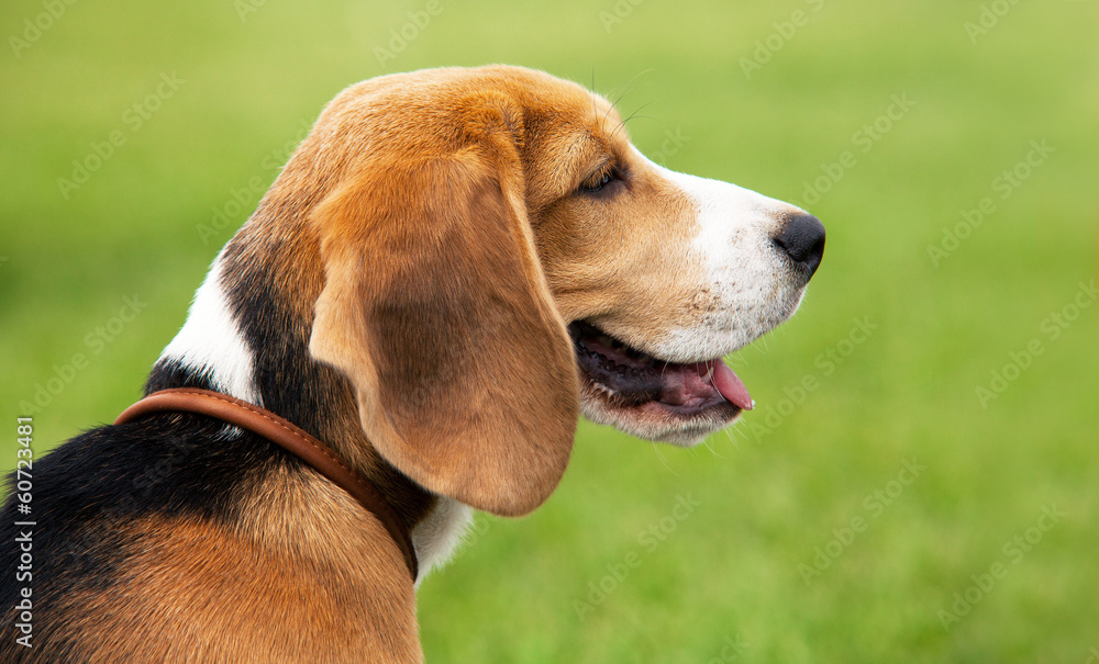 Beagle hunter dog on the grass
