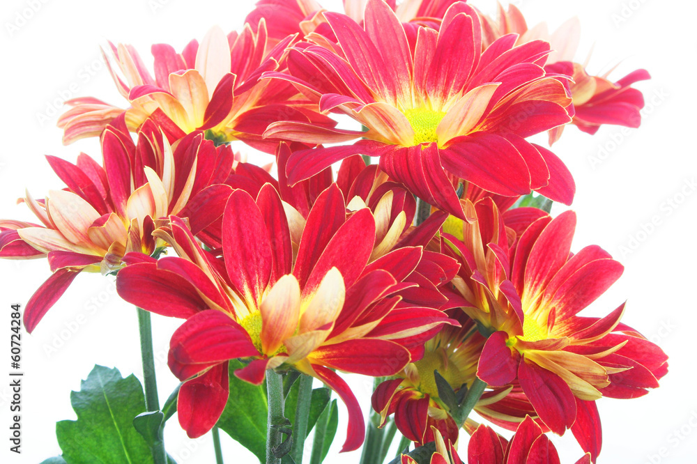 Obraz premium Flowers.