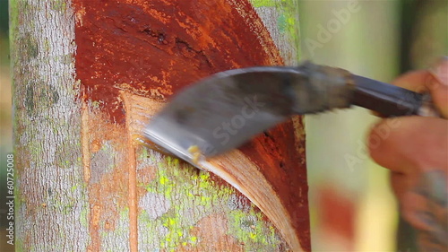 Tapping latex from a rubber tree in Thailand photo