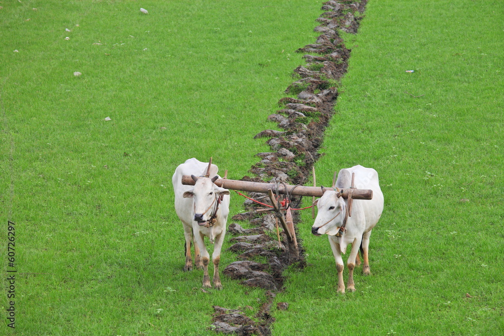 Obraz premium Plowing rice fields with an ox team in Myanmar 