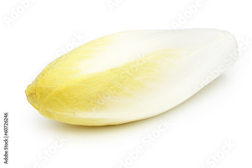 Endive - Chicory - Chicon - Witloof