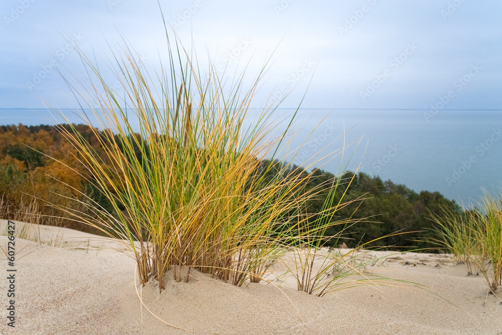 Nature landscape. Grass grows on the sand. Nature landscape. Grass grows on the sand.