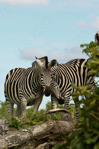 Zwei Zebrafreunde