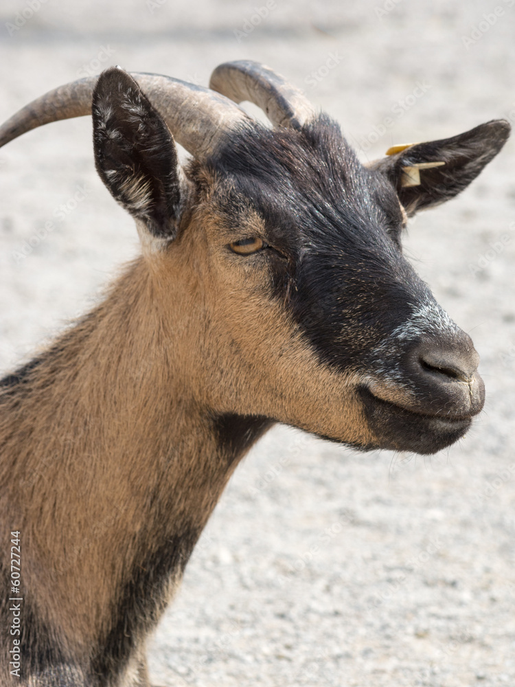 Head shot of a brown goat in a farm