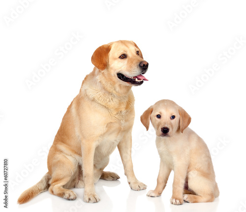 Fototapeta Naklejka Na Ścianę i Meble -  Adult dog with puppy sitting