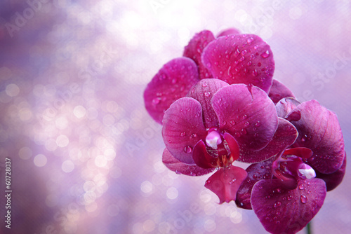 Fototapeta Naklejka Na Ścianę i Meble -  Beautiful blooming orchid  on light color background