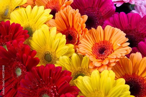 Fototapeta Naklejka Na Ścianę i Meble -  gerbere colorate