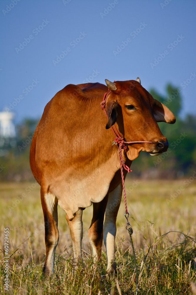 thai brown cows on rice field
