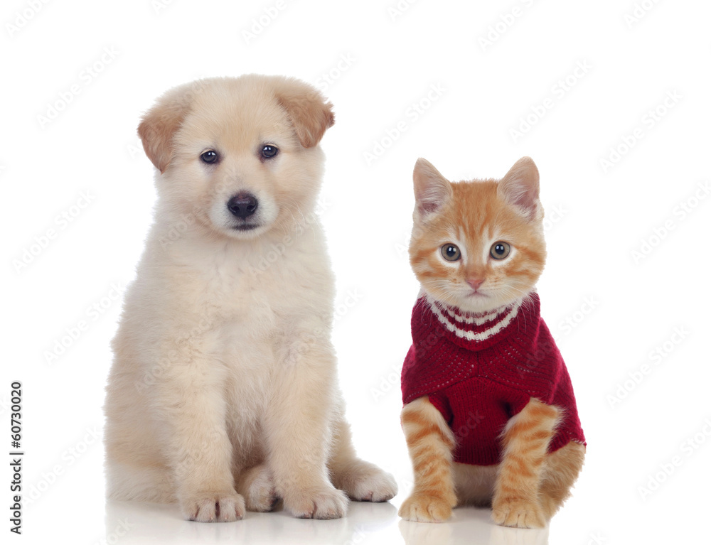 Nice puppy and kitten together Nice puppy and kitten together