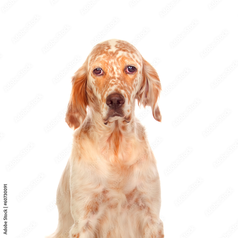 Nice English Setter with red spots