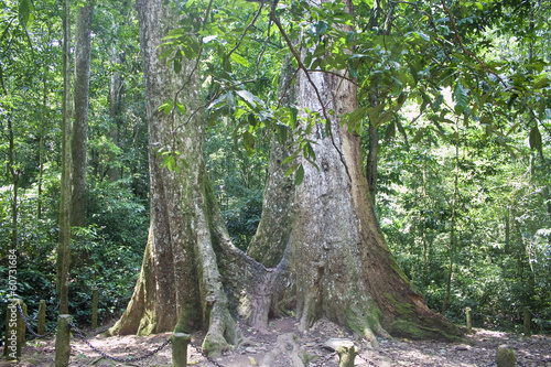 Giant tree in Cuc Phuong National Park in Vietnam