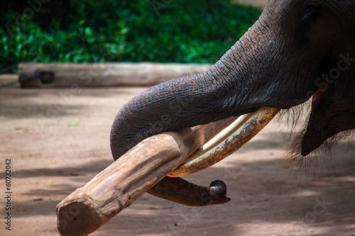 Elephant working with a log