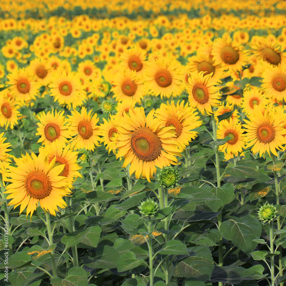 Fototapeta premium Sunflower in the field