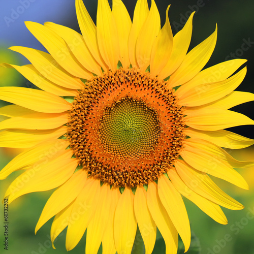 Fototapeta Naklejka Na Ścianę i Meble -  Closeup of beautiful Sunflower