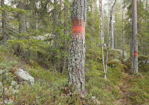 Wallpaper Mural Marked trees in old natural forest Torontodigital.ca