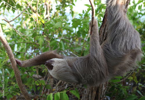 wild sloth © posh