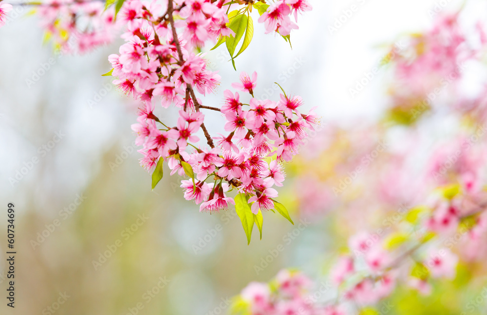 Wild Himalayan Cherry spring blossom