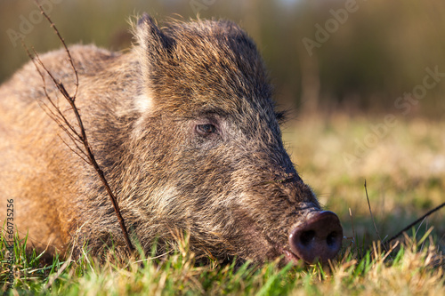 wild boar