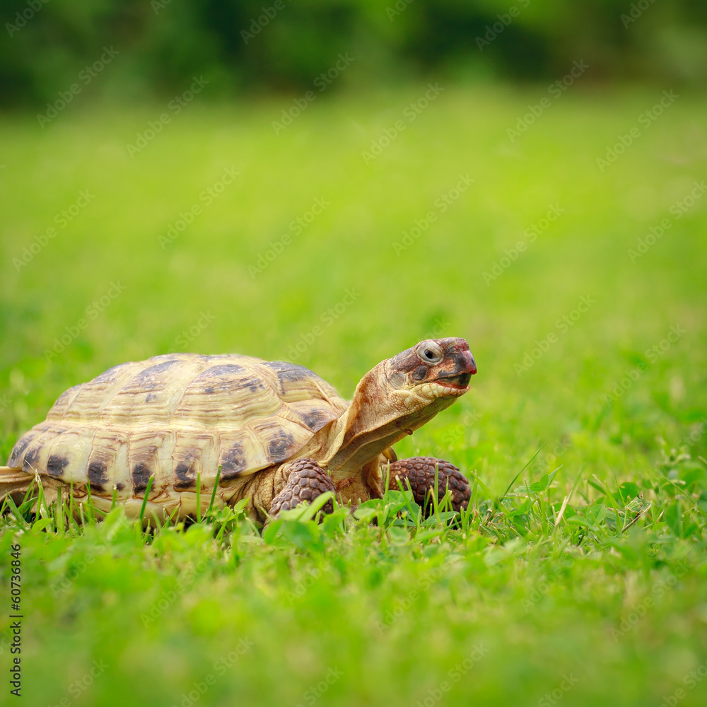 Turtle on a grass Turtle on a grass