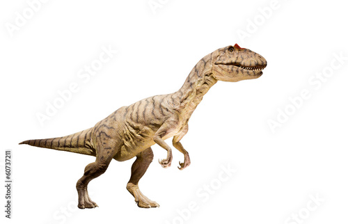 Restoration of an Allosaurus dinosaur isolated.