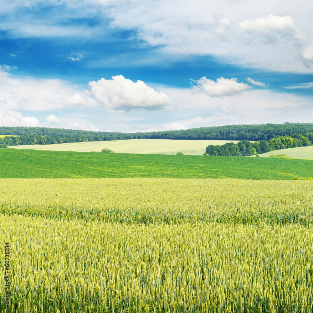 Wheat field and blue sky