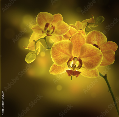 Obraz Tle kwiatów tropikalnych storczyków