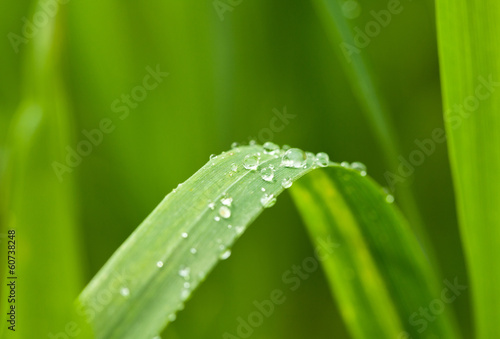 Morning dew on green blade
