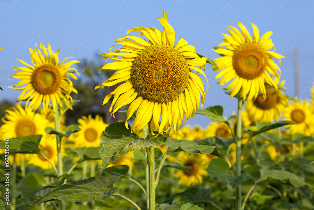 Close-up of sun flower against blue sky