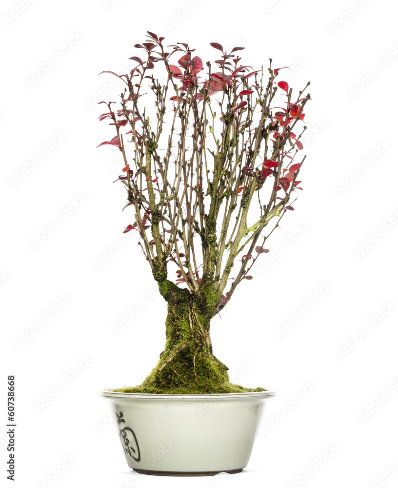 Berberis bonsai tree, isolated on white Berberis bonsai tree, isolated on white