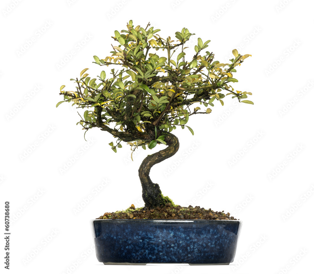 Honeysuckle bonsai tree, Lonicera caprifolium, isolated on white Honeysuckle bonsai tree, Lonicera caprifolium, isolated on white