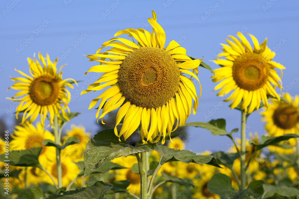 Close-up of sun flower against blue sky Close-up of sun flower against blue sky