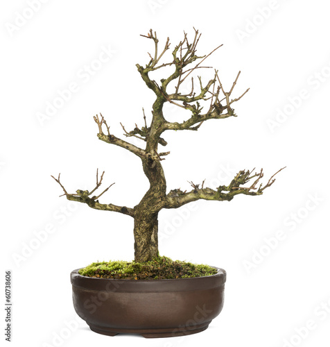 Pomegranate bonsai tree, Punica granatum, isolatedon white