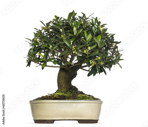 Olive bonsai tree, Olea europaea, isolated on white