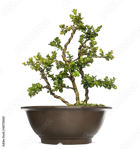 Buxus bonsai tree, isolated on white