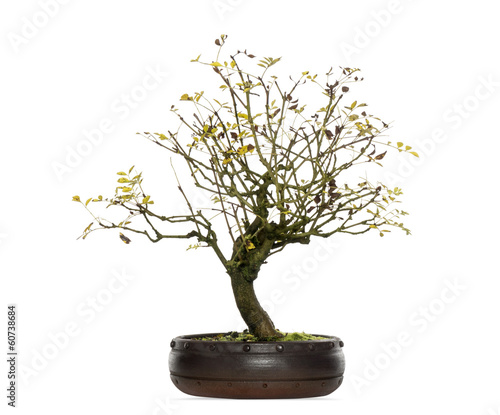 Fraxinus bonsai tree, isolated on white
