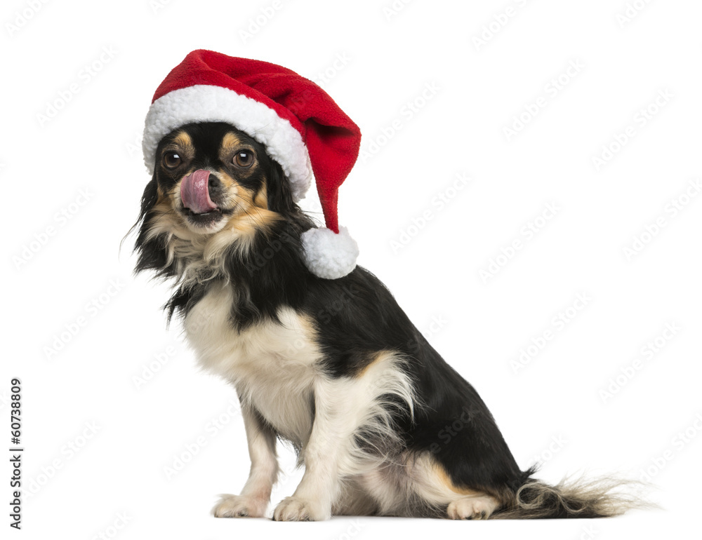 Chihuahua wearing a christmas hat, licking, sitting, isolated Chihuahua wearing a christmas hat, licking, sitting, isolated