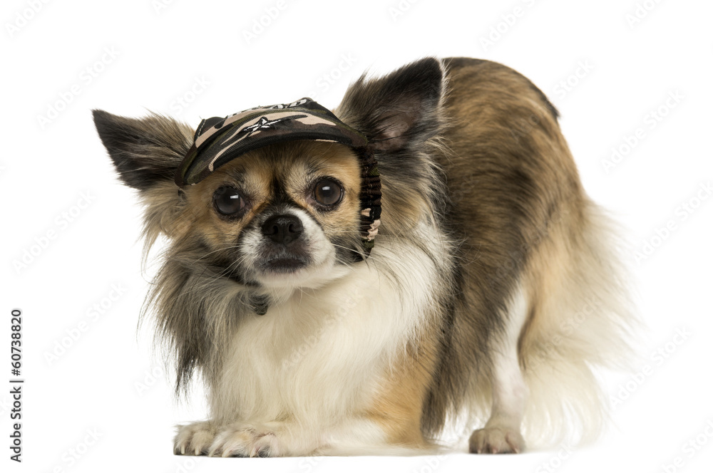 Chihuahua wearing a cap, bowing, isolated on white Chihuahua wearing a cap, bowing, isolated on white