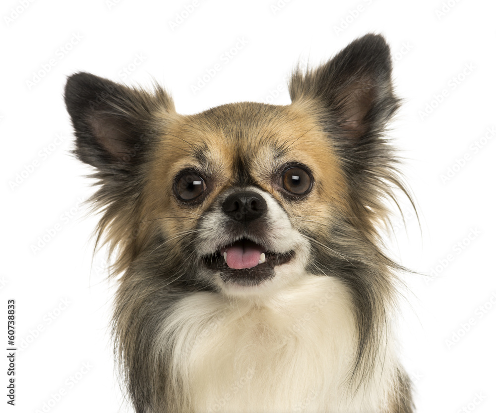 Close-up of a Chihuahua panting, isolated on white