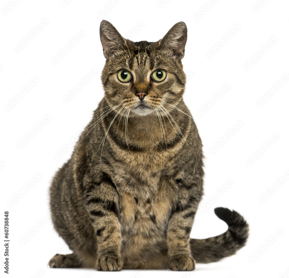 Obraz premium European shorthair sitting, looking at the camera, isolated